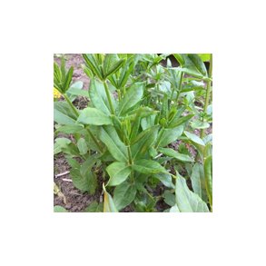 Plantefarvningsmaterialer